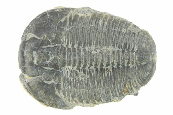 Elrathia Trilobite Fossil - Utah #288972